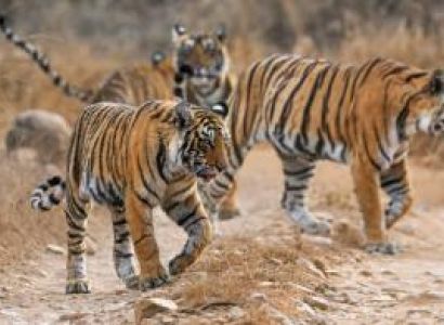 Taj with Tiger Tour Package