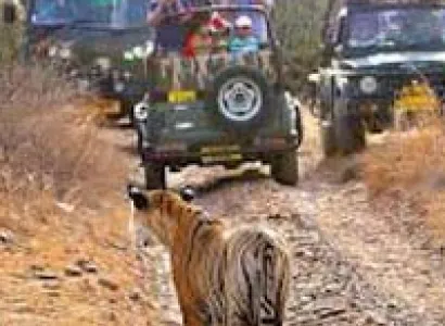 Ranthambore Wildlife Tour