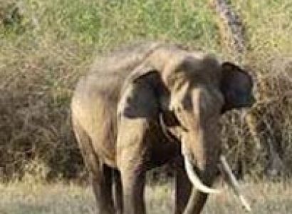 Wildlife Tour South India