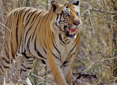 Tiger Safari India Package