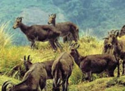 Southern Wildlife Tour