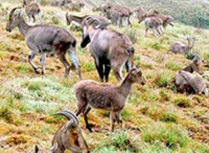 Jungle Joy Wildlife Tours