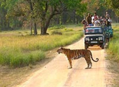 Wildlife Safari in India Central and south West Tour