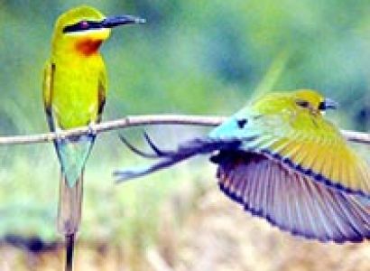 The Wild Adventure South India Tour Packages