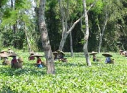 Tea Tour in Assam with Cherrapunjee