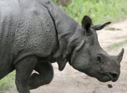 Kaziranga National Park Tour (04 Days/03 Nights)