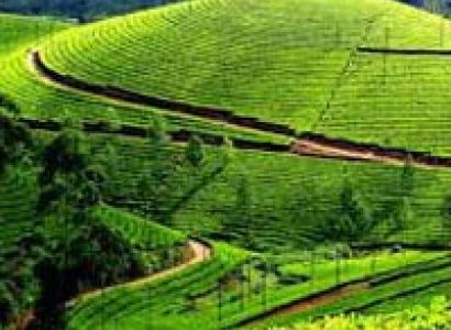 Hill station & Backwater Holidays Tour