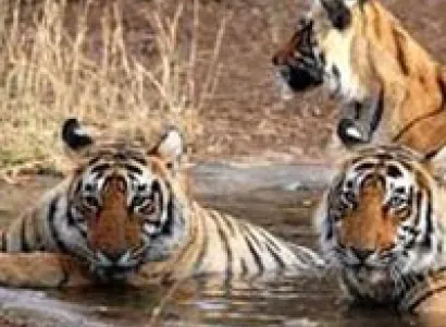 Corbett Nainital Tour