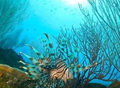 Jolly Buoy or Red Skin Tour