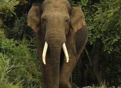 Short Escape To Kabini Tour