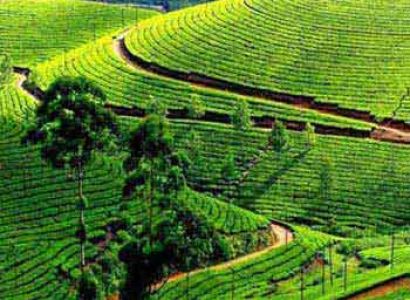 Wonderful  Ooty Trip Package