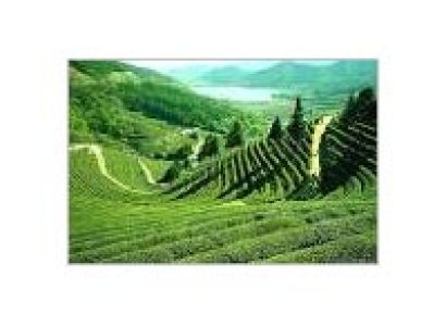 Chill Darjeeling Tour