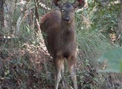 Jim Corbett Safari & Rishikesh Rafting