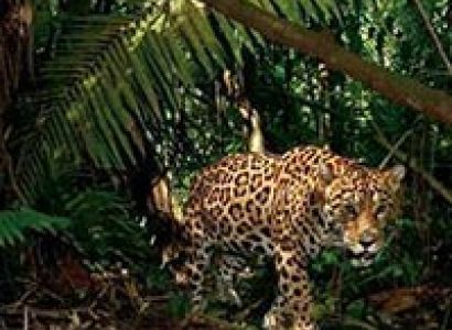 Rajaji National Park Safari and River Rafting Tour 