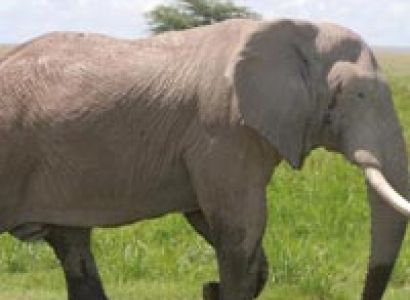 Kenya & Tanzania Safari Tour