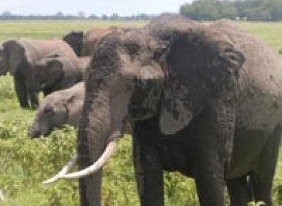 3-Day Romantic Getaway to Amboseli Serena Tour