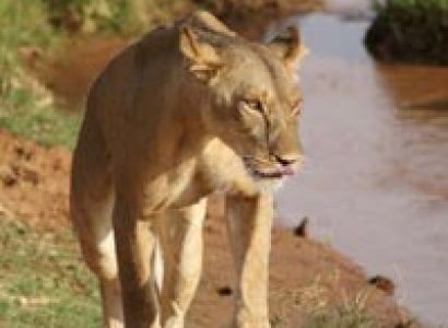 Nairobi Tour Package - 8 Days Budget