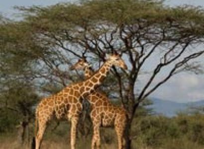 7-Day Safari Explore Kenya Tour
