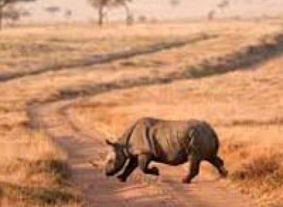 3-Day Samburu Escape and Retreat Tour