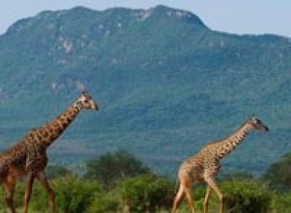 4-Day Tsavo Safari Tour