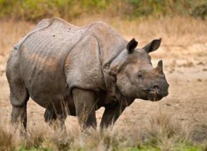 Tour to Land of One Horned Rhino Package