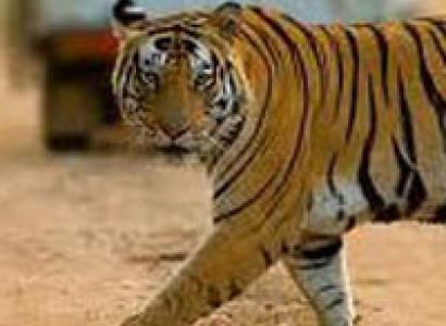 Delhi - Corbett Park - 2 Night 3 Days