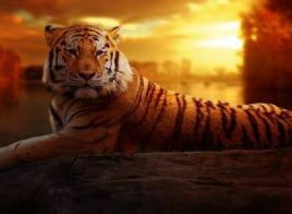 Tiger Trails Tour Package