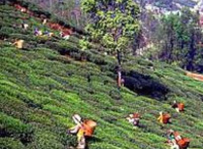 Ex Darjeeling Package