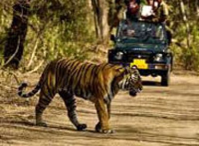 Corbett National Park Tour