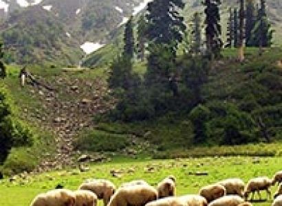 Tour Program of Kashmir