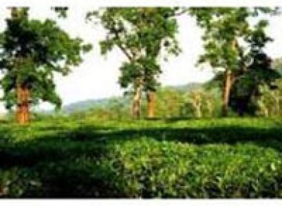 North East Experience - Assam and Meghalaya Tour