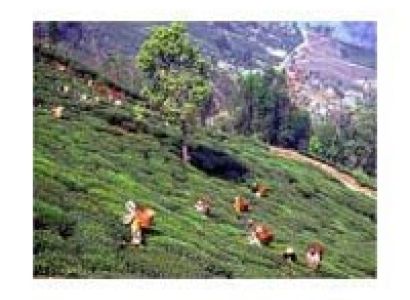 Darjeeling - Kalimpong - Sikkim Tour