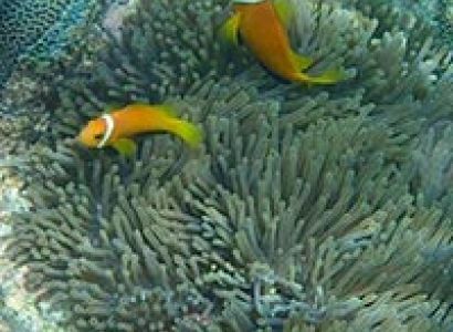 Andaman Honeymoon Tour