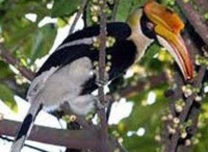 DibruSaikhowa National Park 8 Night/9 Days Tour