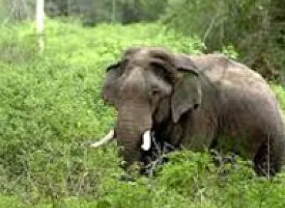 10Nights/11Days Guwahati – Cherrapunjee Tour