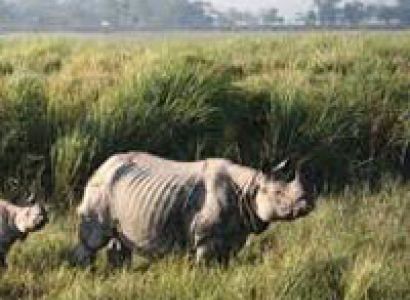 Kaziranga Tour