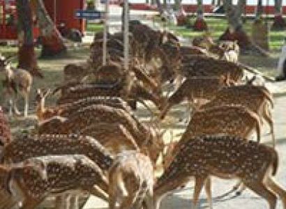 Explore Andaman Tour