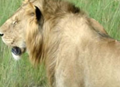 5 Days Nairobi - Ngorongoro Crator - Serengeti - Nairobi