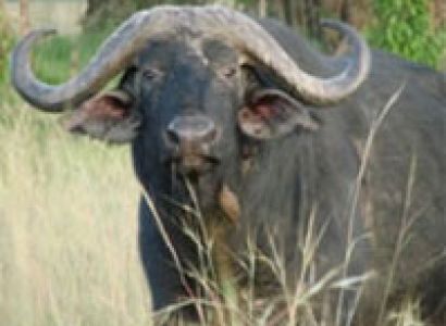 6 Days / 5 Nights Nairobi - Mara - Naivasha - Nakuru Safari