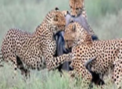 6 Days, 5 Nights Mount Kenya - Aberdares - Samburu - Shaba - Lake Elementaita