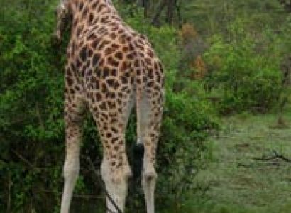 Dar Es A Laam - Mt Kilimanjaro Tour