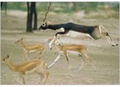 Wildlife Sanctuaries in Rajasthan Tour