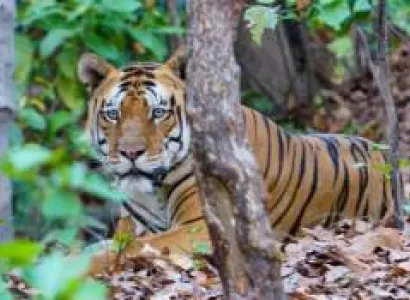 Sanjoy Dubri National Park with Bandhavgarh