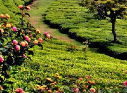 Ooty - Coonoor Tour(1 Night / 2 Days)