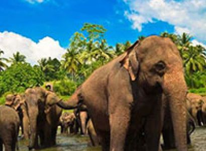 Sri Lankan Delight Tour