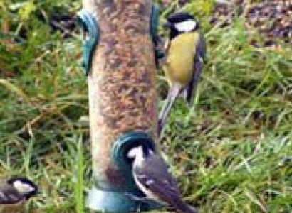 Bird Watching in Himachal Tour