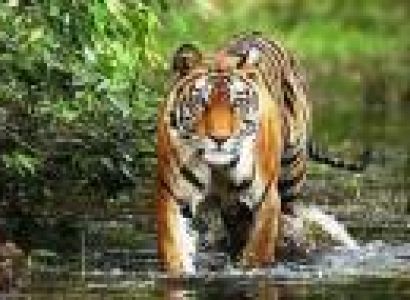 Mussoorie Nainital Corbett Park