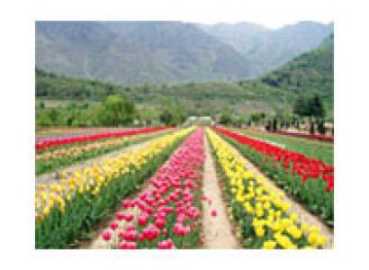 Katra, Patnitop, Srinagar, Gulmarg, Pahalgam & Sonamarg Honeymoon tour package