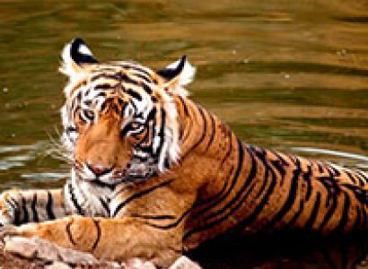 Wildlife Tour Package