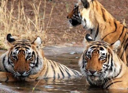 Short Escape to Corbett Tour